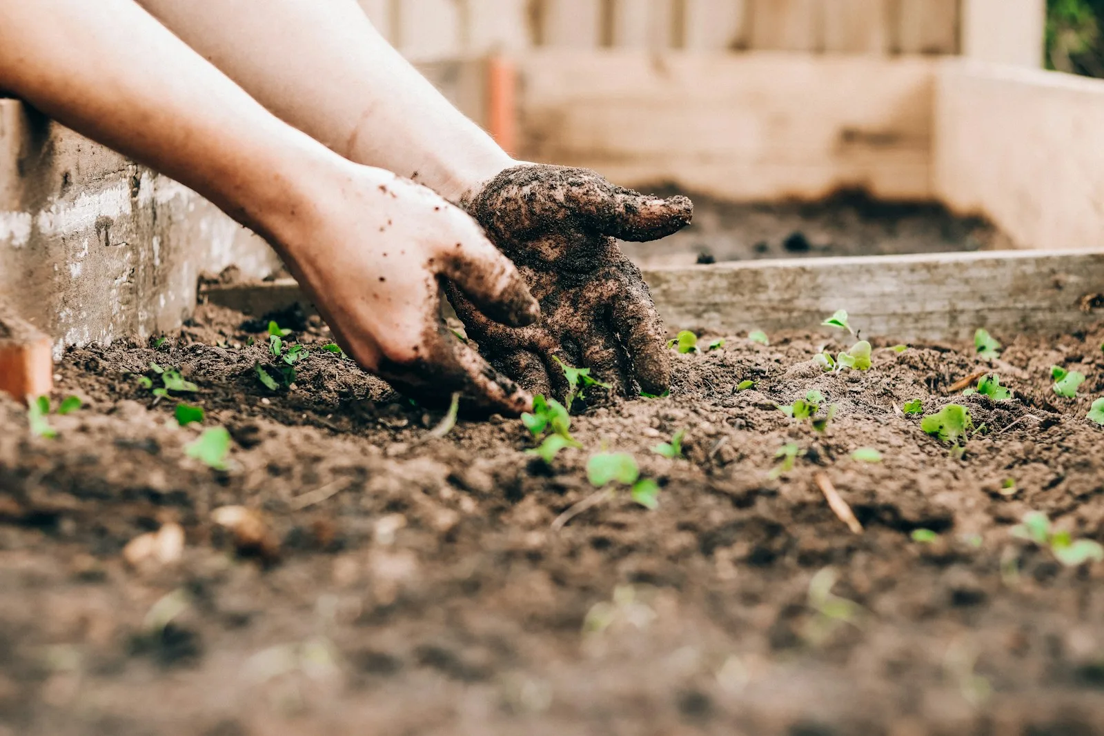しゃがんで植物の手入れをする手元(土に触れる指先)